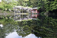 富士山本宮浅間大社の湧玉池