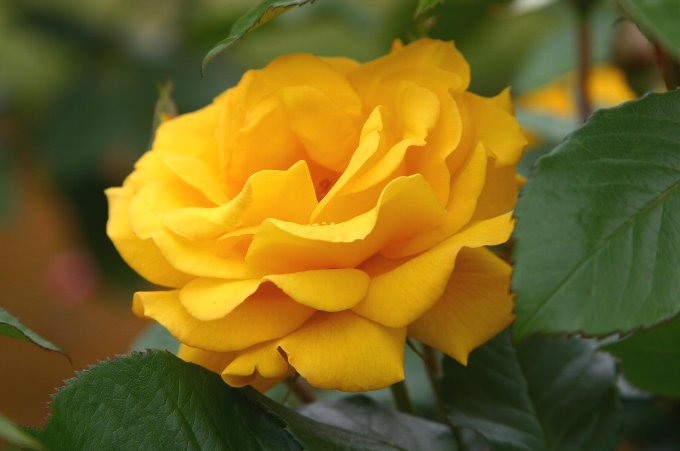 YellowROSE