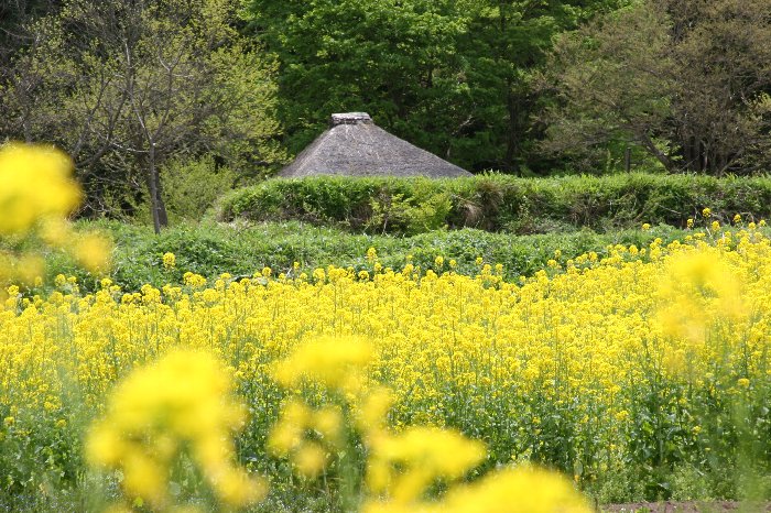 ����ɓ������