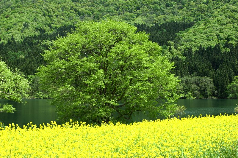 �k���΂O�T