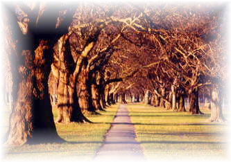 �k�n�O���[����