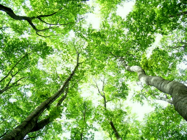 �~�m���^�f�B�}�[�W��xt �u�i