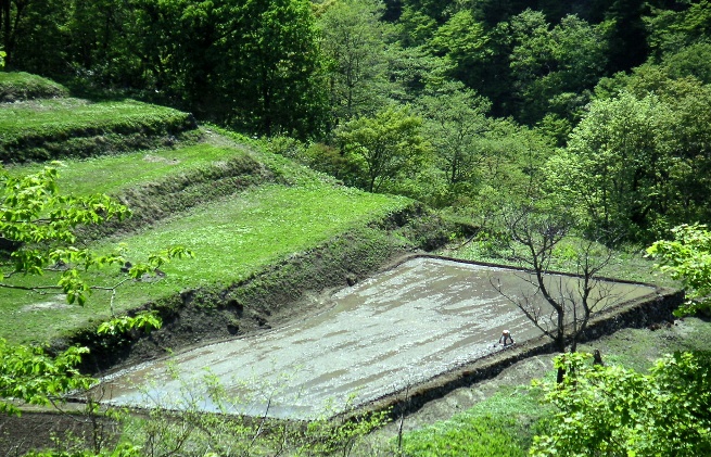 �I�c�@�~�m���^�f�B�}�[�W��xt