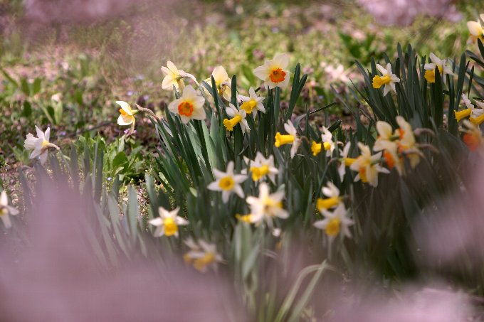 �X�C�Z���@���̑O�{�P