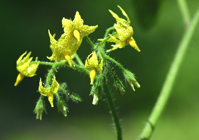 �~�j�g�}�g�̉�