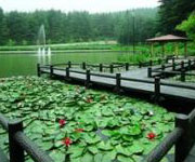 室山池のスイレン