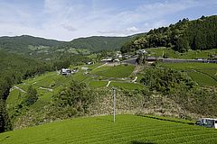 天空の茶産地 川根