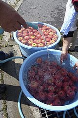 フィニッシュ後の白河産トマト