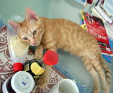 ���C���N