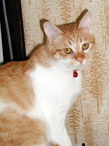 �Ă񂱂����