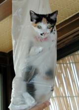 ���ނ����