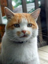 ���₶����