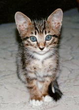 ���T���