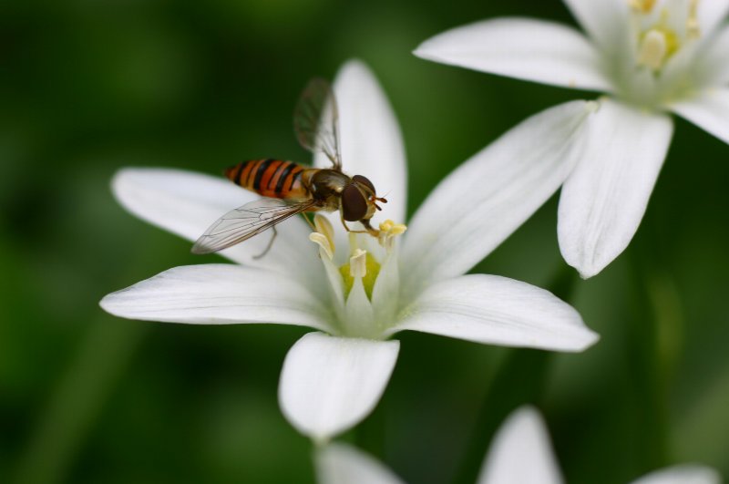 �I���j�g�K�����@�������܂�