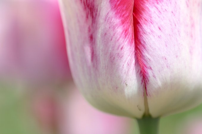 ��Ȏs�@�`���[���b�v