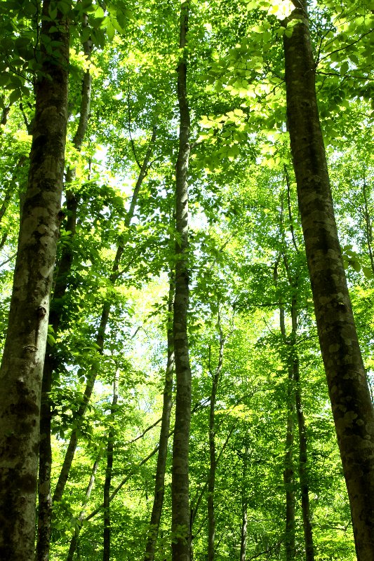 ���V�R���l��