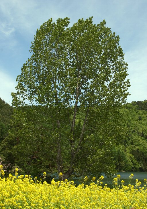 �k���΂O�T�Q�O