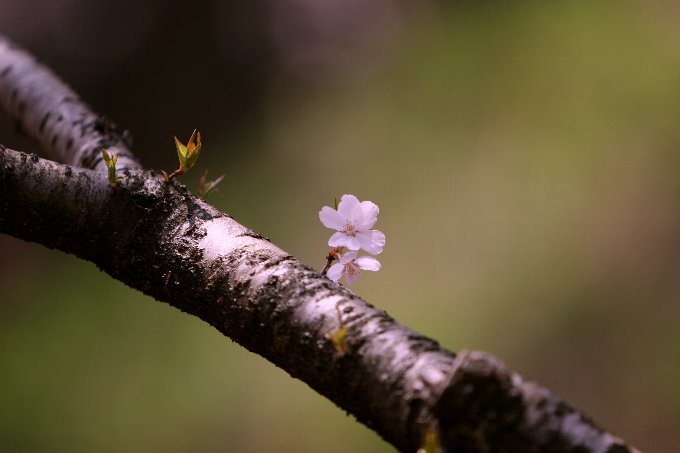 ���@�͂Ȃт�