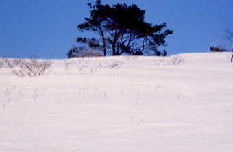 雪と樹