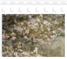 八ヶ岳高原の春、小振りの桜